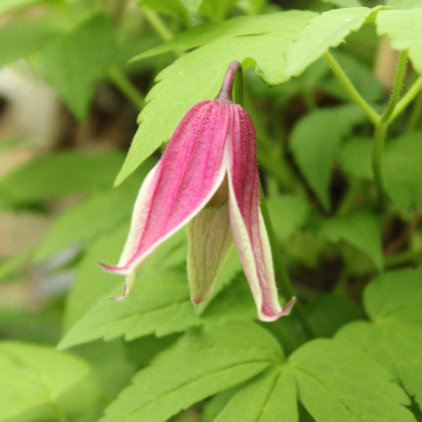 Klematis – Clematis 'Columella' - C2 50-60 CM 3 Stick